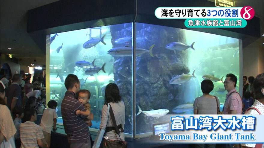 富山湾を見つめ続ける魚津水族館の取り組み