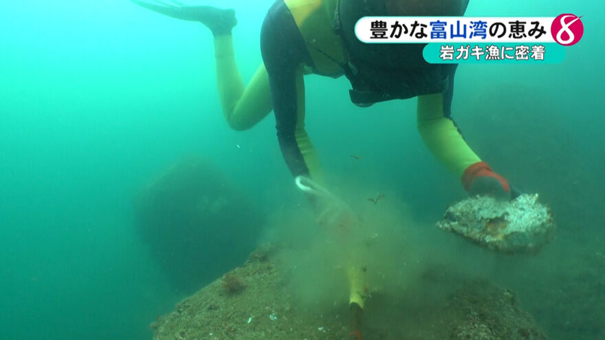 富山湾の恵み、岩ガキ漁に密着