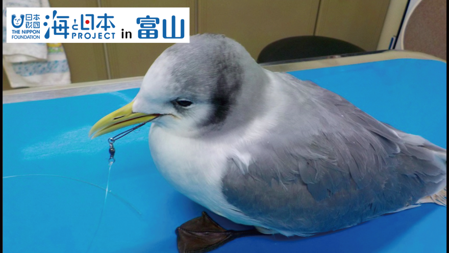 日本鳥類保護連盟富山県支部が海辺で釣り糸回収