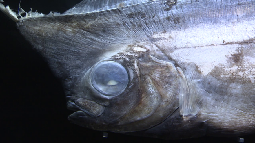 水族館の飼育員が愕然・・・魚の胃からプラスチックごみ　富山湾に忍び寄る脅威