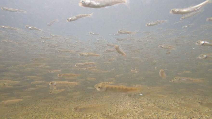 庄川サケ　稚魚初放流