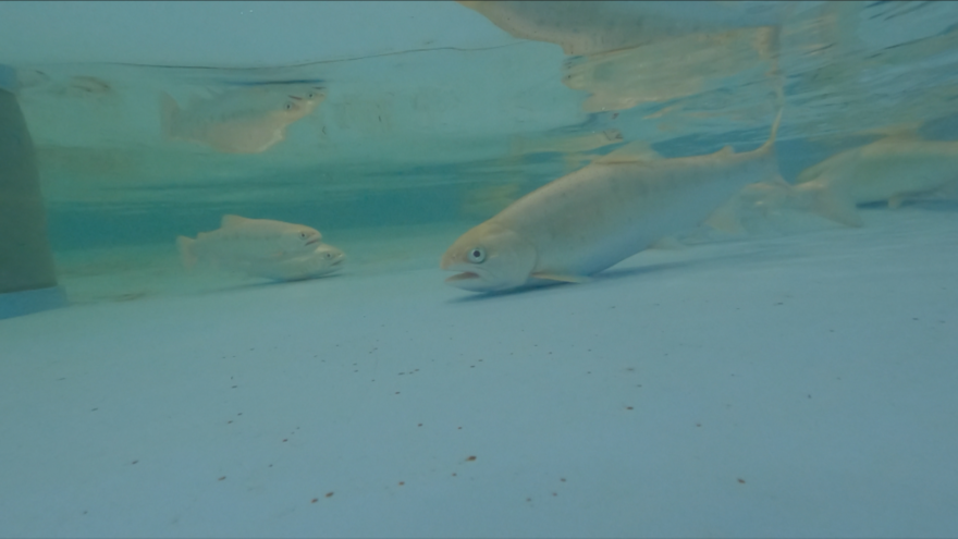 【生き物を育て、食べることを学ぶ】・・・２年半育てたサクラマス