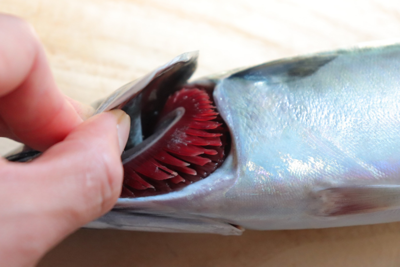 富山県氷見在住の魚料理研究家「昆布」による連載コラムvol.5