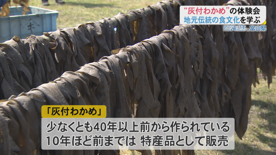 ワカメに灰！？地元の子供が特産の灰付ワカメ作り体験