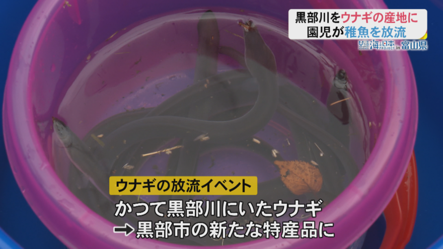 黒部に新たな特産品づくりを！園児がうなぎの稚魚放流