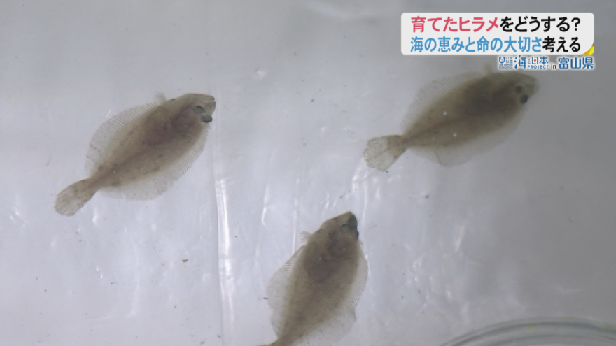 【陸上養殖プロジェクト】氷見市の小学生がヒラメの養殖に挑戦！
