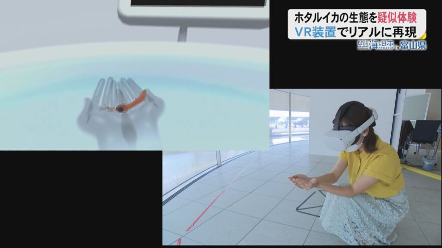 オフシーズンでもリアルなホタルイカに出会える！VR体験！