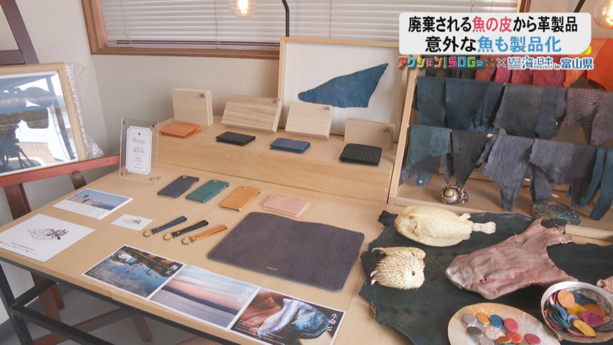 漁業の町・氷見市で廃棄される魚の皮を製品に