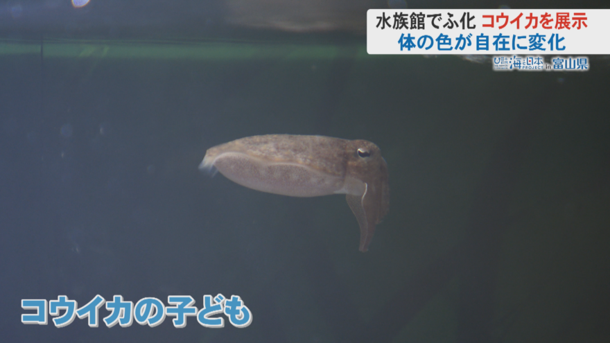 魚津水族館で孵化した体長数センチのイカの子ども５匹が公開