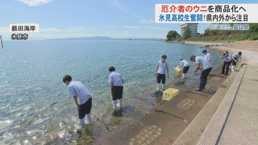 厄介者のウニを養殖し商品化へ！高校生が奮闘