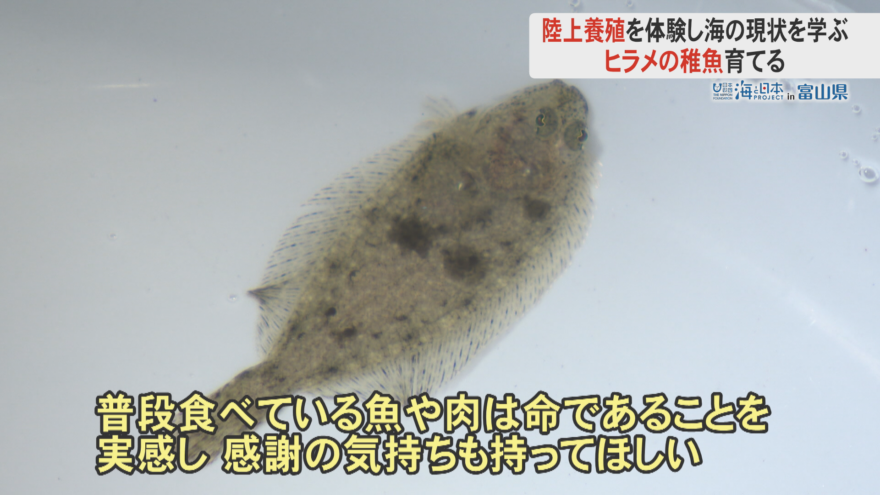 命をいただく…子どもたちが海を再現した水槽でヒラメの養殖に挑戦