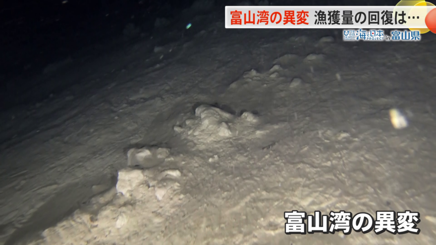 能登半島地震で一体何が…　富山湾で相次ぐ漁獲量の減少