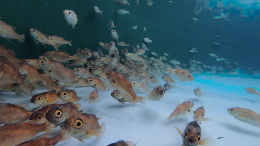 ノドグロの完全養殖に世界初成功　近畿大学が富山で達成